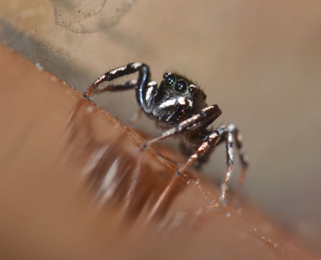 Heliophanus cf. apiatus - Grosseto (GR)